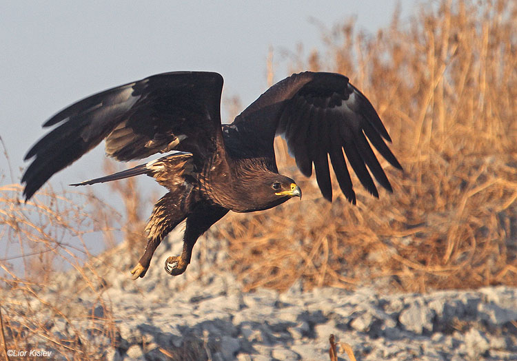      Greater Spotted Eagle   Aquila clanga Beit Shean valley,Israel, November  2010 Lior Kislev     